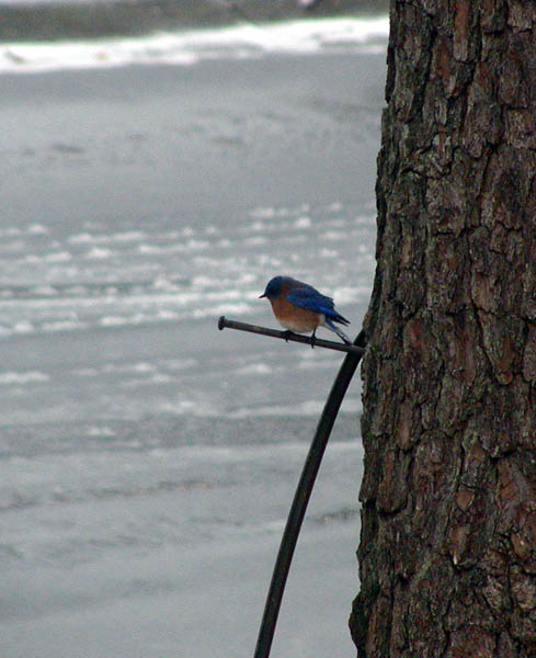bluebird 4.jpg