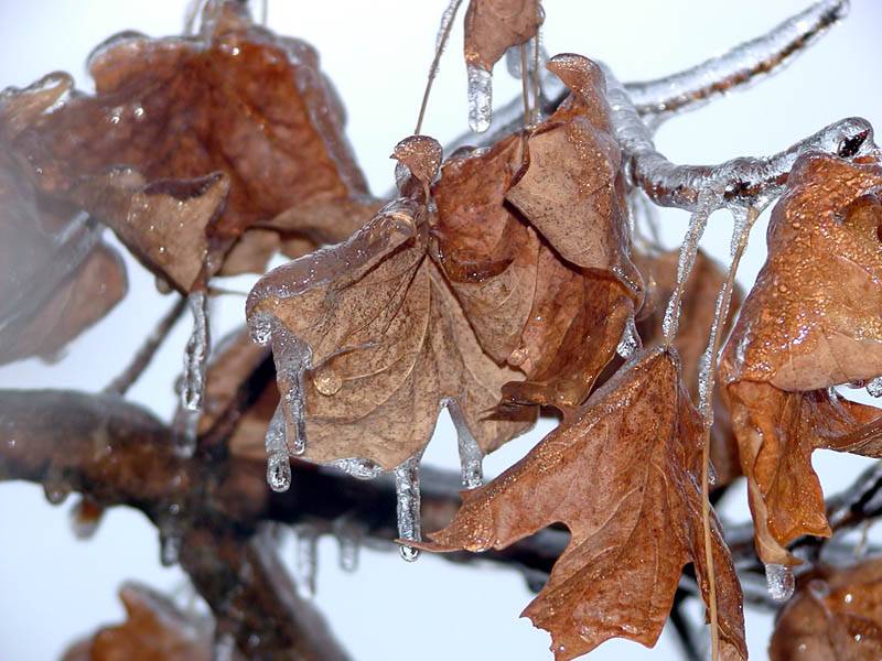 frozen fall.jpg