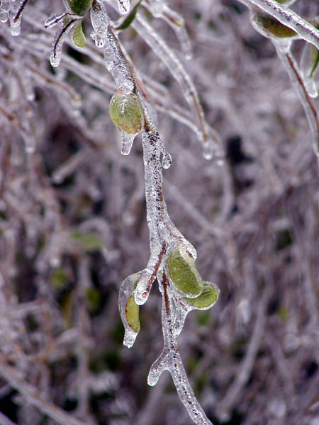 frozen leaves 10.jpg