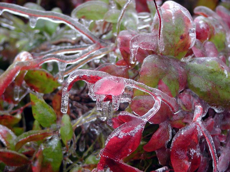 frozen leaves 3.jpg