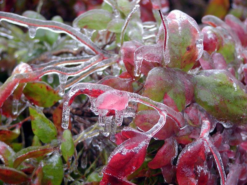 frozen leaves 4.jpg