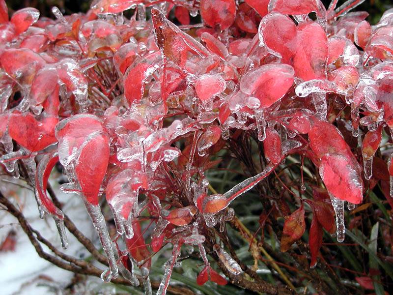 frozen leaves 6.jpg