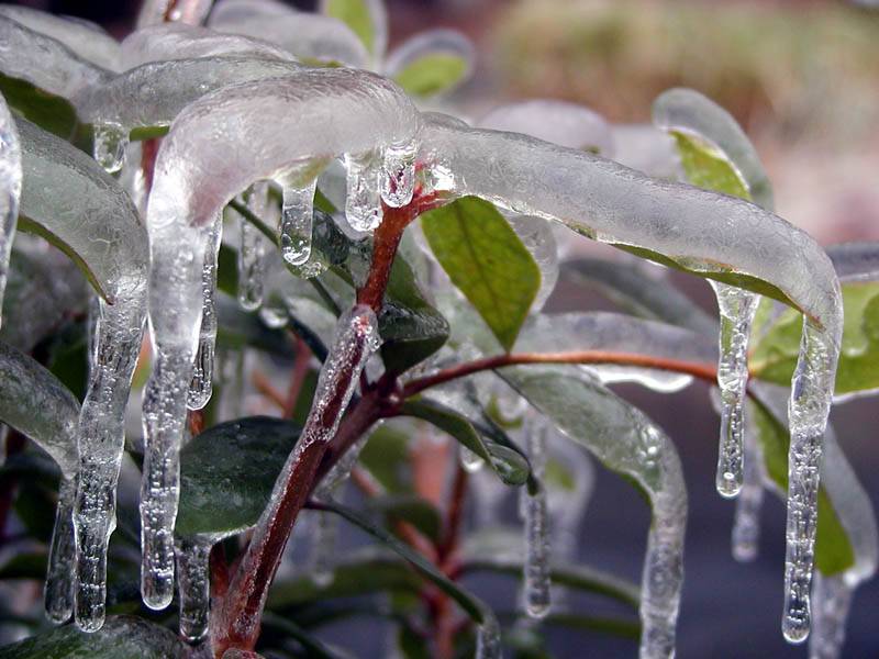 frozen leaves 7.jpg