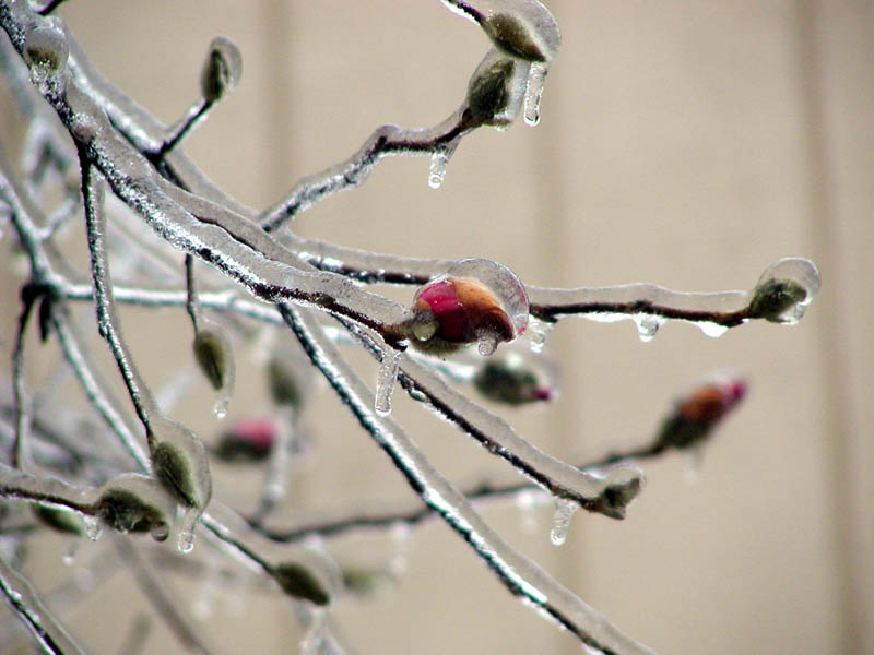 frozen promise 2.jpg