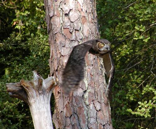 great horned owl