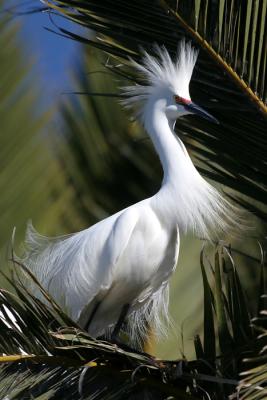 Snowy Egrets 2005