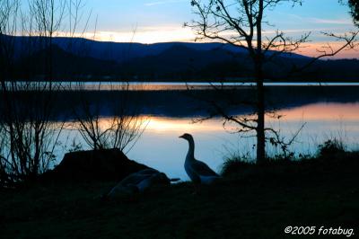 Silhouette of goose at sunset