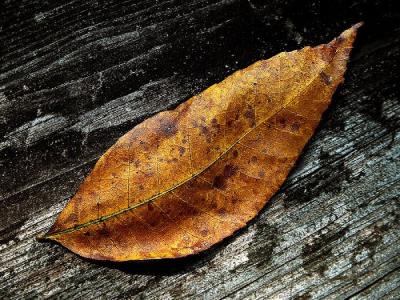 Bronze Leaf