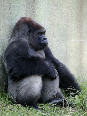 Gorilla .jpg