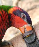 Lorikeet Attack