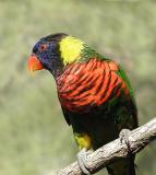 Lorikeet