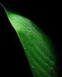 Canna  Side Leaf