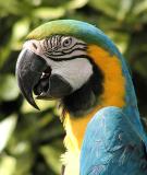 Macaw