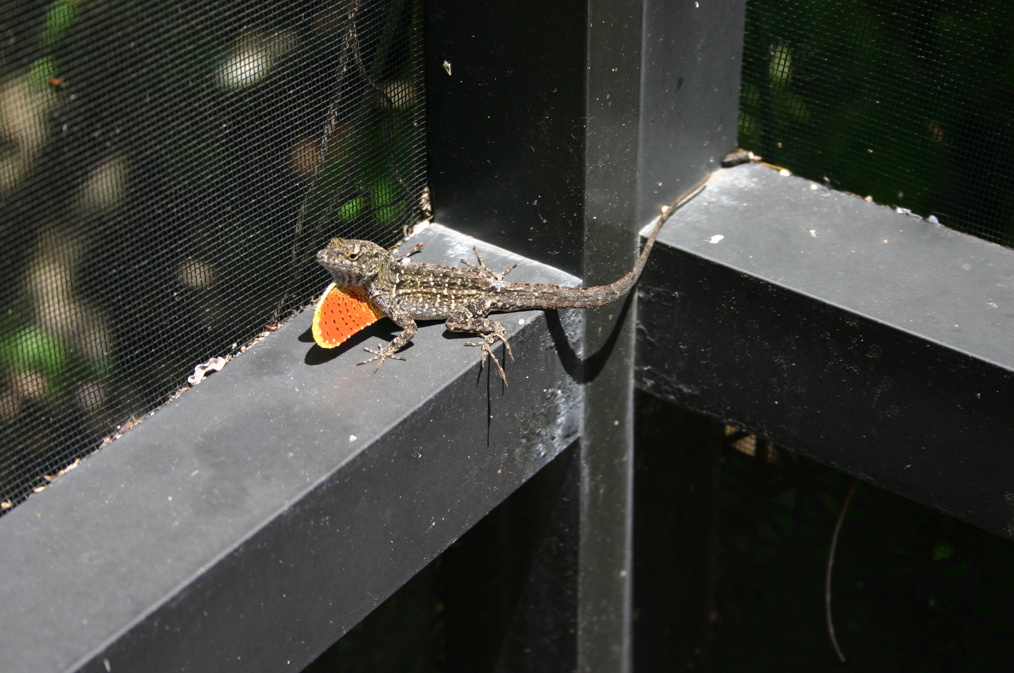 Reptile ?