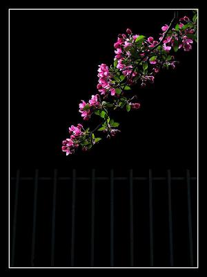 Flower & fence III