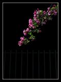 Flower & fence III