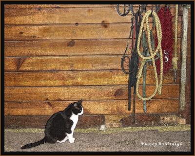 dsc05262 barn kitty colorized pencil.jpg