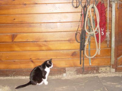 dsc05262 original barn kitty prior conversion.jpg