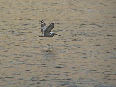 In flight / En vuelo