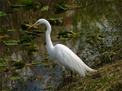 u17/fz10group/medium/39242312.WebGreatEgret.jpg