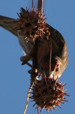 House Finch pecking