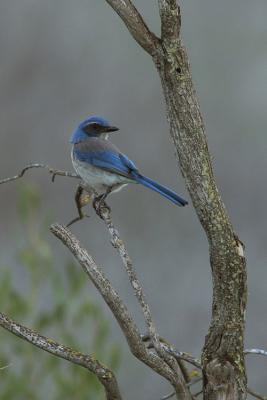 Western Scrub-Jay