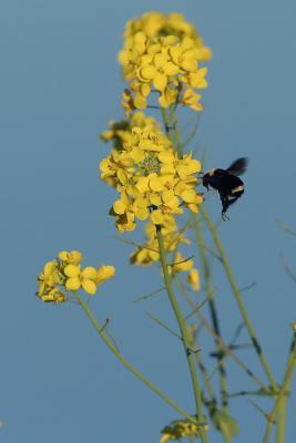 Bee and Mustard Flowers