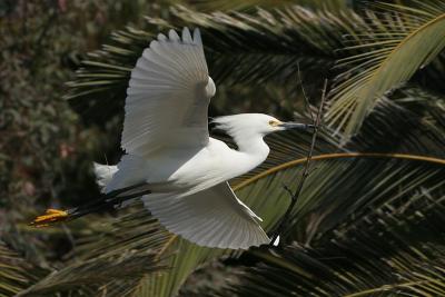 Snowy Egret Flying with Branch