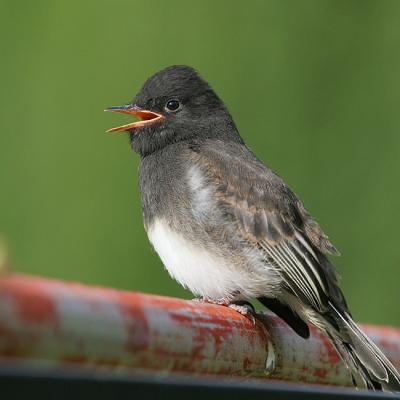 Black Phoebe, Juvenile