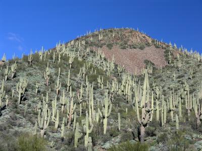 Cactus Hill