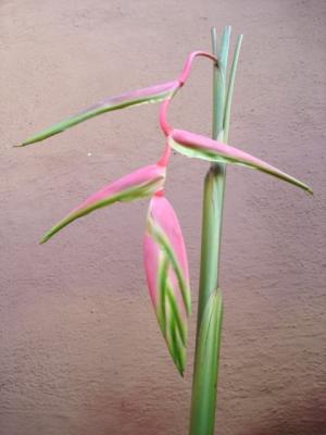 HANGING HELICONIA