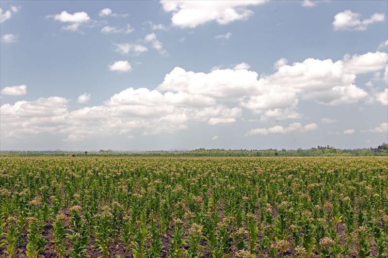 Tobacco plantation, Lombok