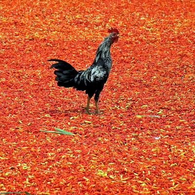 Rooster on drying chilli - Lombok, Indonesia