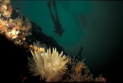 Don't you love diving!!