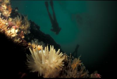 british_columbia_scuba_diving