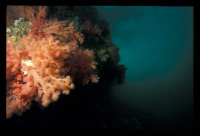 Soft Coral on Browning Wall Port Hardy!!