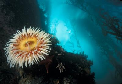 monterey_bay_scuba_diving