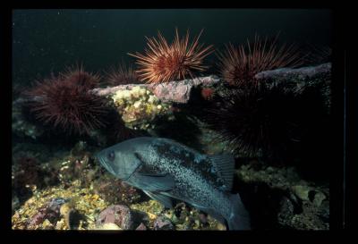 Black Rock Fish