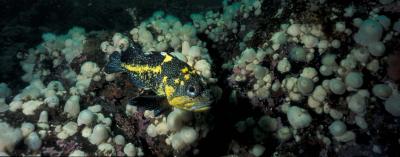 Say Cheese!  China Rock Fish