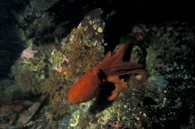 Baby Octopus!! At Dillion Rock