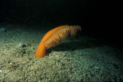 Sea Pen!