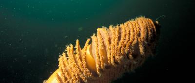 closer view of Sea Pen