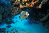 Cozumel Scuba Diving