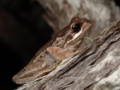 Brown tree frog, Rawlinsonia ewingi