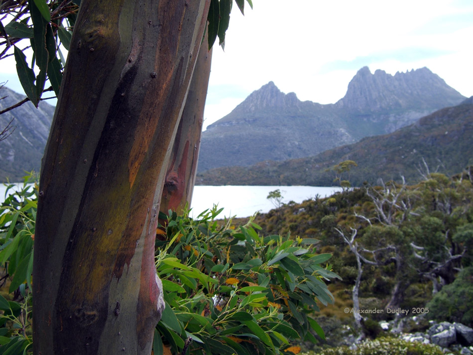 Snowgum at Cradle