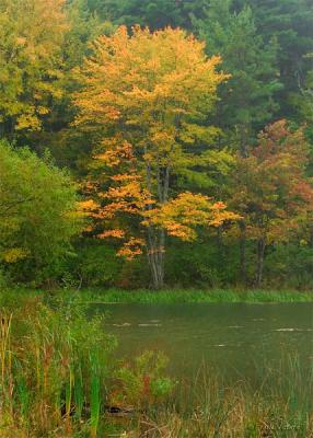Autumn on the pond