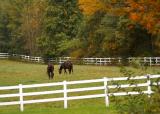 Main Street horses