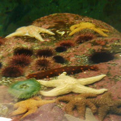 Anemone, Cucumber, Urchins and Stars