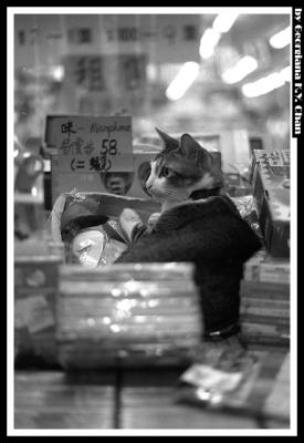 Cat in CD Shop