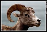 Bighorn Sheep